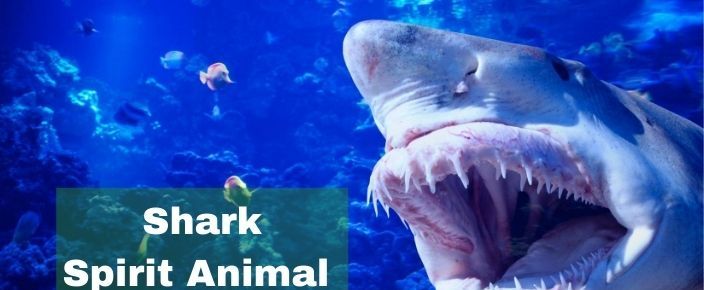 Význam zvieraťa v duchu žraloka