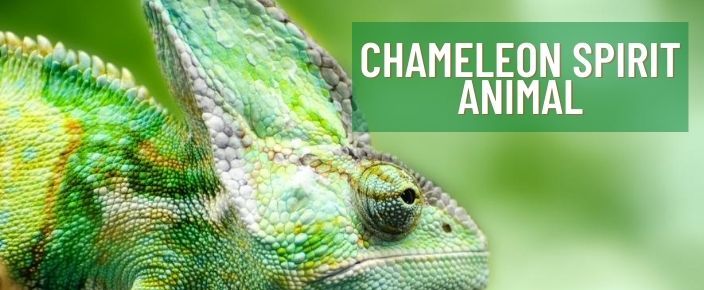Chameleon Spirit Dierlijke betekenis en symboliek