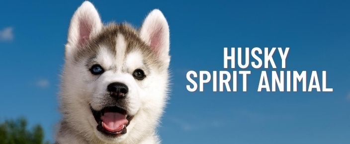 Significado y simbolismo de los animales del espíritu husky