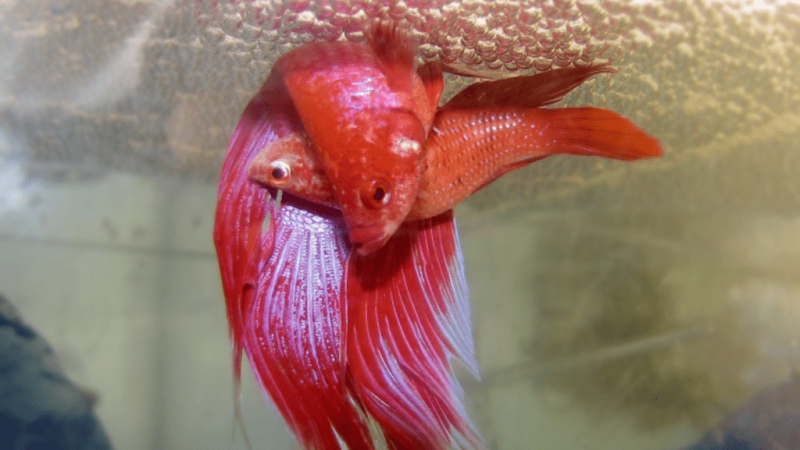 Betta bublinkové hniezdo s vajíčkami