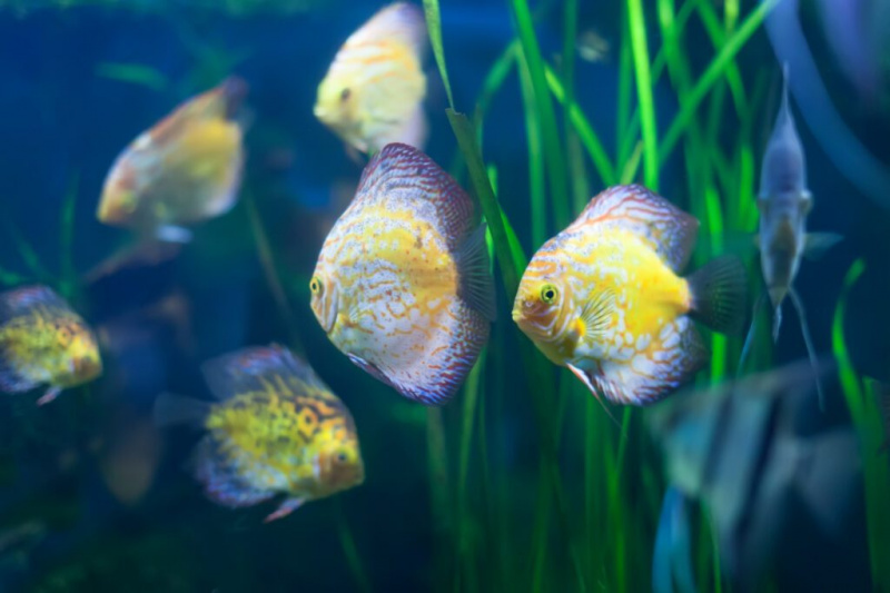 Oscar Pesce